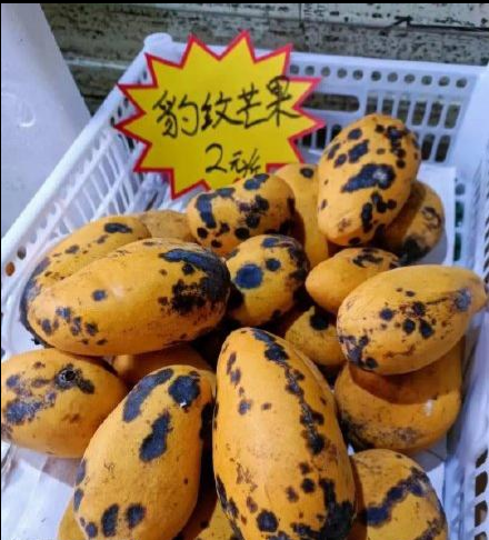 會睡覺的魚梗出處含義介紹